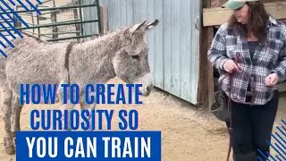 Halter Training a Nervous Donkey | Training Wild Burros