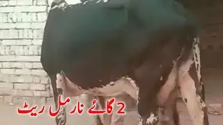 Normal price wali cows for sale