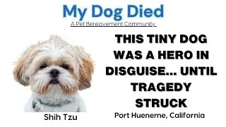 Hazel Was My Anchor&rdquo; &mdash; A Grieving Dog Mom&rsquo;s Letter After a House Fire - My Dog DIed