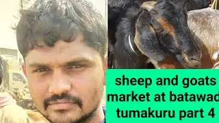@AGRIANIMALS the sheep and goats market at batawadi Tuesday tumakuru part 4