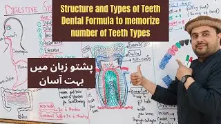 LEC # 2 | Human Digestive System | Structure of Teeth | LEC: M.SAJJAD KHAN |