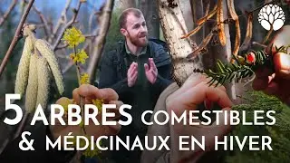 5 arbres comestibles et médicinaux d'hiver