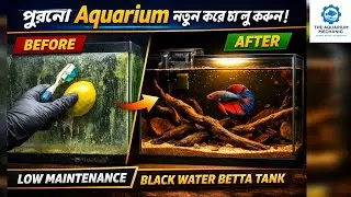 পুরনো Aquarium দিয়ে বানান Iconic Black Water Betta Tank | Easy & Low Maintenance