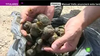 La pesadilla del caracol manzana se desliza por el Delta del Ebro arrasando los campos