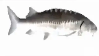 Fish Spinning to Funky Town 30min