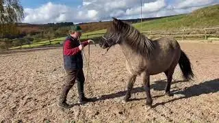 Das erste Date mit deinem Pferd