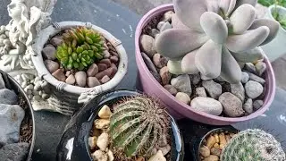 Transplantando pachyphytums y #cactus 😊