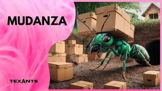 🚩Cómo hacer MUDANZA de MYRMECOCYSTUS Placodops a Hormiguero de Compuesto CERAMICO