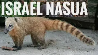 Israel Nasua/Nasua is a genus of coatis of the family Procyonidae. Two additional species of coatis