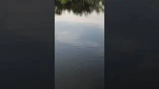 Crabbing in Crystal River