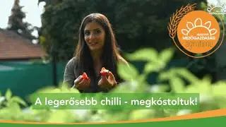 Sárkányszív – meddig jut Donáta a chili ranglistán? | MMG-Agrotime