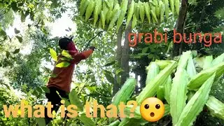 amazing wild vegetable in forest.kakaibang gulay sa kagubatan