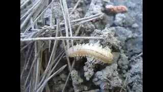 rare millipede