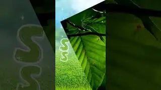 Learn Color Green | Grass  Leaf 🍃 GreenBeans