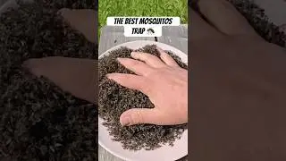 Лучшая ловушка для комаров!
