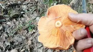 Andando a funghi nella Presila a bordo della Fiat Panda 4x4 Trekking, da MicheleExpert-Cropalati Cs