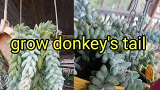 Donkey's tail/burro's tail a succulent/repotting and care/in nepali language/ 👍👌❤️