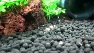 New Bee Shrimp Tank with HC Cuba and fluval substrate stratum