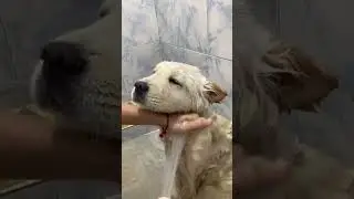 🧴 Perfect Pet Care Combo: Happy Life Pet Shampoo and Conditioner & Pet Spray! 🐶🌸