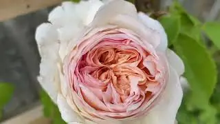Bathsheba David Austin climbing rose, August 2025, UK