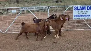 SLAM DUNK 77 QUALITY HARDY BOER & RED BOER BUCKS