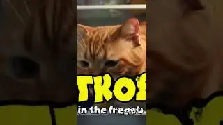 Caught the Cat Living in My Fridge#catmeme #orangecat #fridgecat #brainrot #goofycat #rentfree #cat
