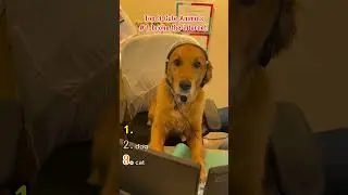 Top 3 Cute Animals