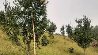 We had all gone to pick oranges 🍊 