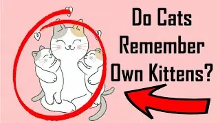 Do Cats Remember Their Babies? Cat Video