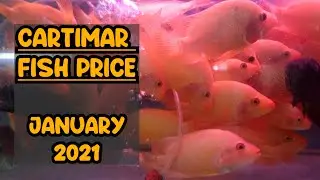 CARTIMAR FISH PRICE JAN 2021 UPDATE (Koi, Goldfish, Golden Head Crossback, Cichlid, Catfish & more)