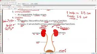 15) Reproductive & Urinary system