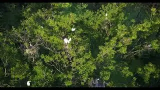 Nesting Great Egrets #1