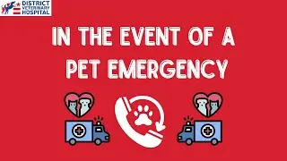 In the Event of a Pet Emergency