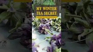My Winter Tea Addiction 🍵 Drying Lemon Bee Balm (Monarda)