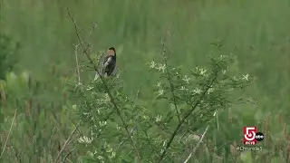 Classic Chronicle: Birdsongs fill the air as spring arrives