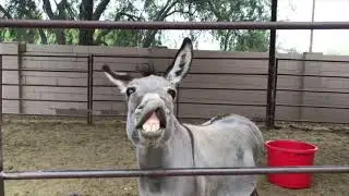 Cisco The Mini Donkey Smiling