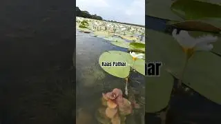 Kaas Pathar | Kass pathar in September | Kaas Pleatu | World heritage Kass Pathar flower valley Pune