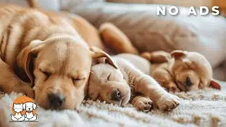 PTSD Recovery for Dogs | Soothing Sounds for Trauma Recovery | Relaxing Music for Dogs