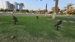 Dubai Falconry 
