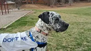 A polka dot Hero