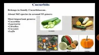 Cucurbit cultivation