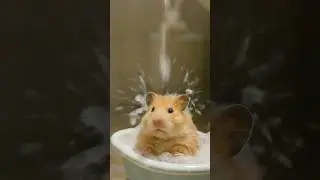 hamster relaxing in a mini bathtub #animals #hamsters #dog #cat #cute #shorts