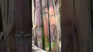 Colk 15201 Sugarcane Variety / #sugarcanefarming #agriculture