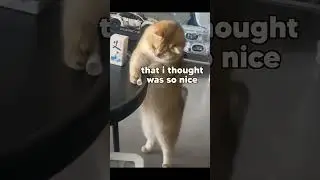 Cat vs Table