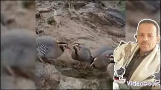 الفنان القدير احمد علي الحبيشي يغني  من التراث يا فريخ العقب