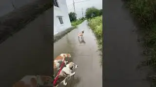 Indiandogs funnysong #doglover #dogfunnyshorts #terndinge #vairalvideo #doglife #dogmemes #dogblog