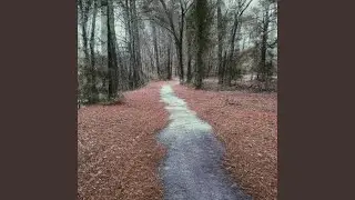 Where Do the Trees Go When the Leaves Fall? (feat. hollow.soul)