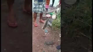 Bottle Fishing | Amazing fishing technique to catch Mullet Fish