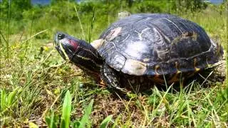 Tortue de floride (rachemys scripta elegans)  - Espèce invasive