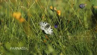 L'espace naturel sensible départemental du Haut Moucherotte